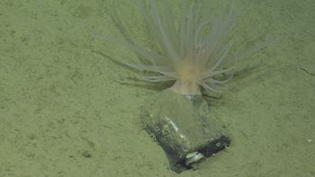 Media type: image;   Invertebrate Zoology 153117 Description: live specimen;